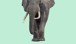 麻豆兽,揭秘虚拟偶像的崛起与未来